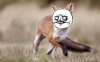 Fox.png