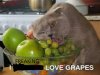 Funny-Cats-07.jpg