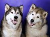 siberian-Huskies-dogs-32502219-2048-1534.jpg