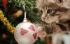 Christmas-Cat1 (1).jpg