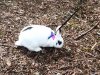 Willow outside on leash.jpg