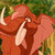 TANTOR.jpg