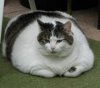 the-fat-cat.jpg