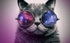 hipster_cat_with_glasses_by_annedelune-d6uhlqn.jpg