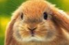 the-33-most-important-bunny-gifs-on-the-internet-1-11111-1372275498-8_big.jpg