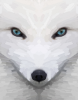 symetrical fox.png