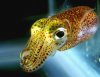 Hawaiian_bobtail_squid04.jpg