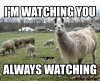 image.jpeg