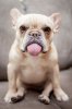 121059-Cute-Frenchie.jpg