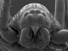 spiders_male-carapace-frontal-view.jpg