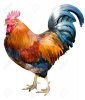 2216072-Proud-looking-magnificent-rooster-Stock-Photo-cock-rooster.jpg