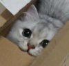 box cat.jpg