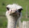 Ostrich.jpg