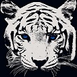 OPWhiteTiger