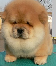 ChowChow