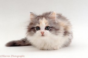 cutekitten15