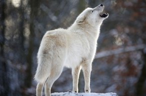 ShadowWolf