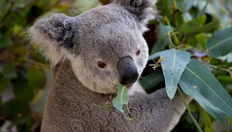 Koalamere16