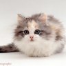 cutekitten15