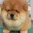 ChowChow