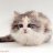 cutekitten15